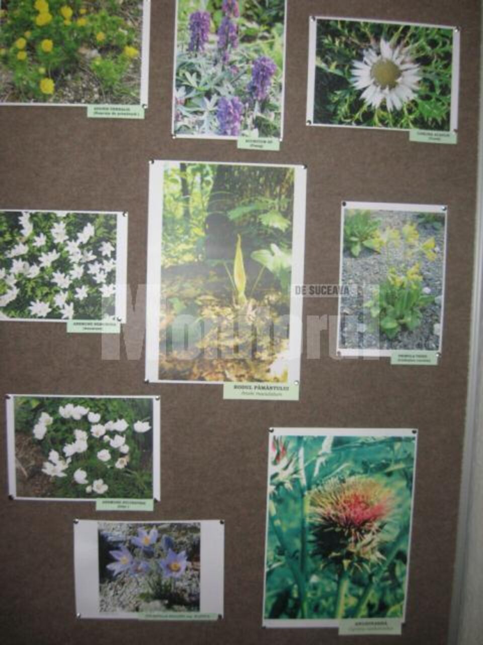Expoziții: „Lumea florilor” și artizanat chinezesc, la Muzeul de Științele Naturii