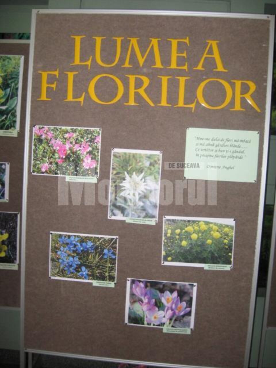 Expo Lumea Florilor