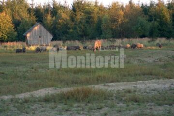 Mistreții și căprioarele, în vizorul braconierilor