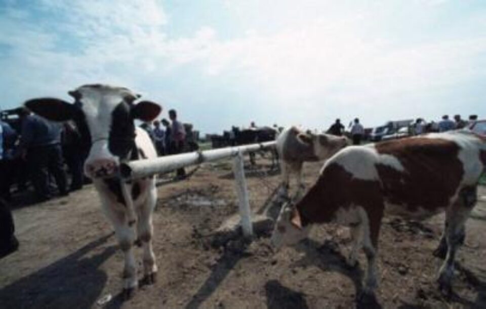 Micii crescători de animale pot cere sprijin financiar de 7.500 de euro Foto: ALAMY Micii crescători de animale pot cere sprijin financiar de 7.500 de euro Foto: ALAMY