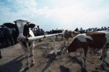 Micii crescători de animale pot cere sprijin financiar de 7.500 de euro Foto: ALAMY