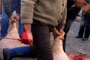 Până la sfârșitul acestui an nu se vor aplica amenzi celor care sacrifică porcii după tradiție. Foto: MEDIAFAX