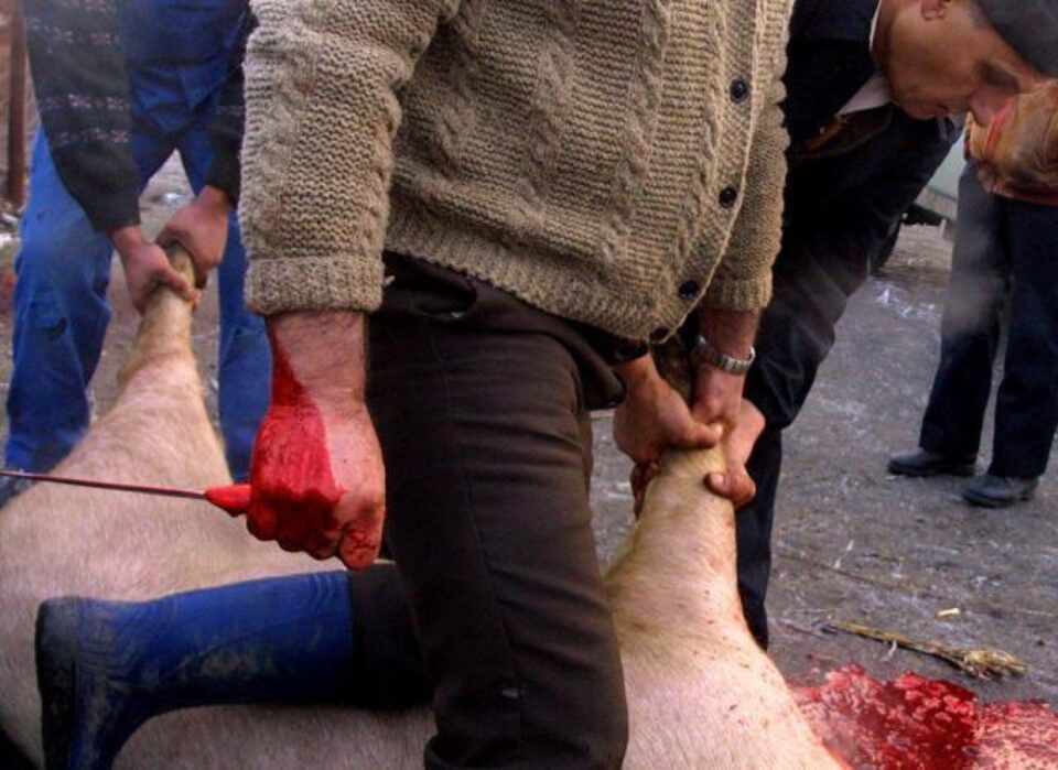 Până la sfârșitul acestui an nu se vor aplica amenzi celor care sacrifică porcii după tradiție. Foto: MEDIAFAX