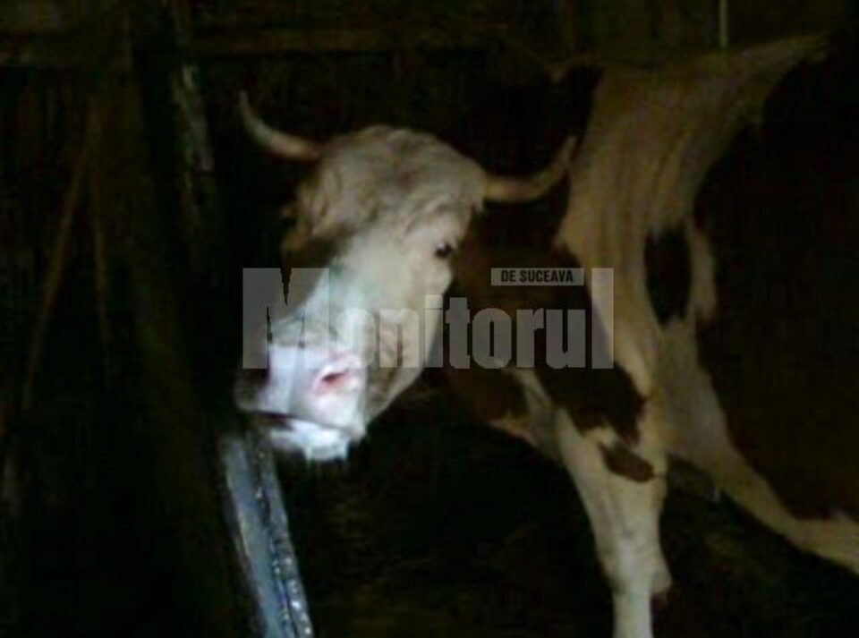 Alertă în județ: Mistreț cu trichineloză și vaci turbate, diagnosticate de veterinari