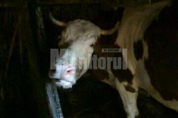 Vaca contaminată cu rabie