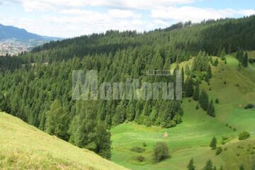 Sucevenii vor putea cumpăra brazi din pădurile Sucevei, scoși la vânzare de Direcția Silvică Suceava