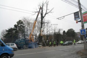 Acțiuni preventive: Atenție, se taie copacii bătrâni!