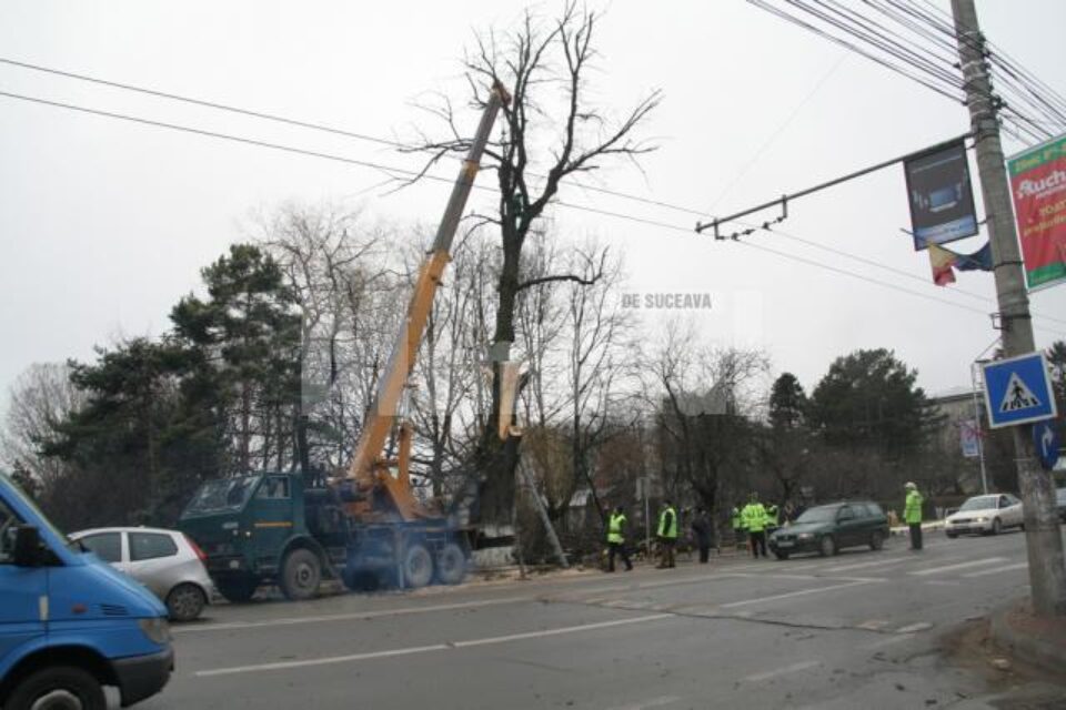 Acțiuni preventive: Atenție, se taie copacii bătrâni!