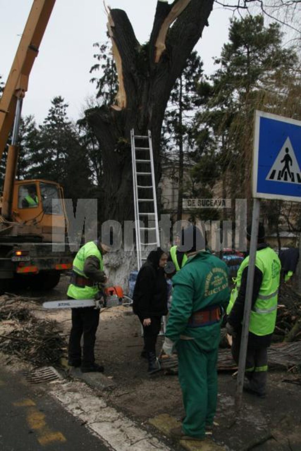 Acțiuni preventive: Atenție, se taie copacii bătrâni!