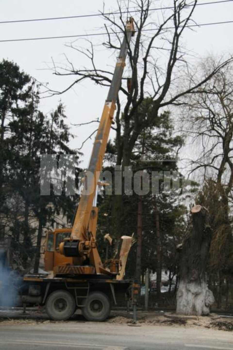 Acțiuni preventive: Atenție, se taie copacii bătrâni!