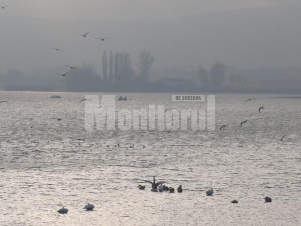 Iazurile de la Fălticeni devin iarna un adevărat paradis al păsărilor sălbatice, prin prezența lebedelor