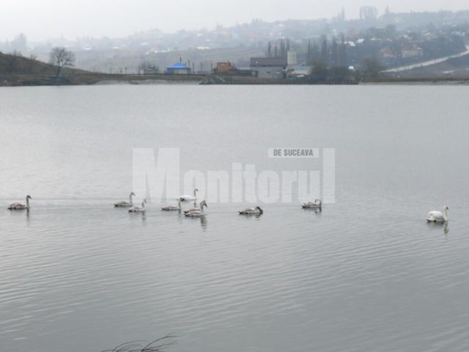 Iazurile de la Fălticeni devin iarna un adevărat paradis al păsărilor sălbatice, prin prezența lebedelor