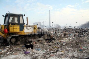 Peisaj dezolant: Ciorile și câinii vagabonzi, stăpânii gropii de gunoi a Sucevei