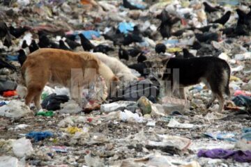 Ciorile și câinii vagabonzi, stăpânii gropii de gunoi a Sucevei