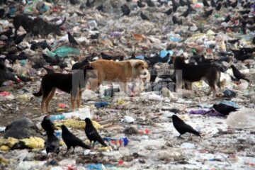 Ciorile și câinii vagabonzi, stăpânii gropii de gunoi a Sucevei