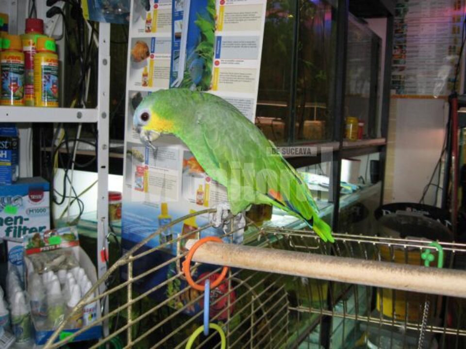 Coco, o mascotă de 2.000 lei
