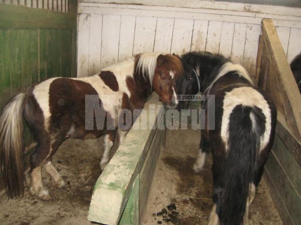 Poneii de prasilă au un loc special în grajdurile de la Lucina