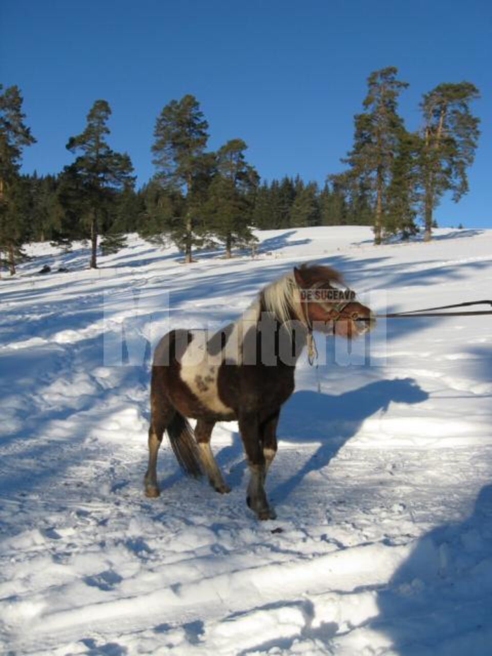 Bujorel, unul din urmașii poneiului de la Gradina Zoologică București