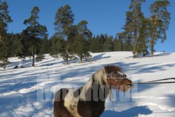 Bujorel, unul din urmașii poneiului de la Gradina Zoologică București