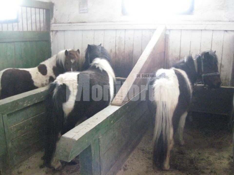 Poneii de prasilă au un loc special în grajdurile de la Lucina