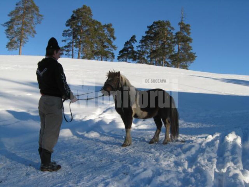 Bujorel, unul din urmașii poneiului de la Gradina Zoologică București