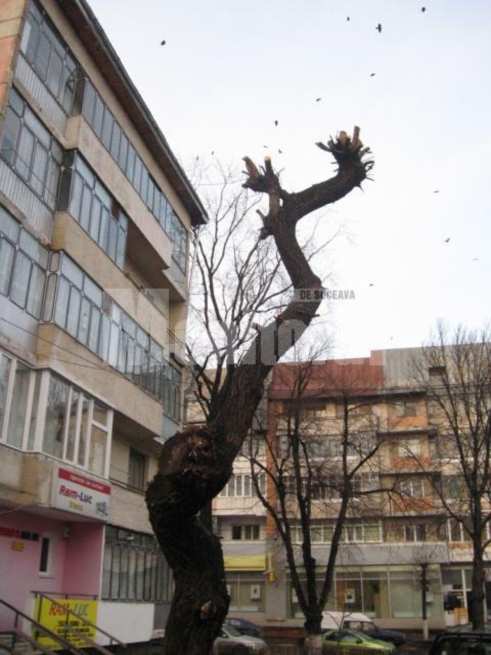 Anul acesta teii și salcâmii au fost curățați prin tăierea coroanei Anul acesta teii și salcâmii au fost curățați prin tăierea coroanei