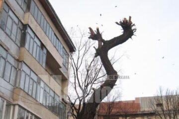 Anul acesta teii și salcâmii au fost curățați prin tăierea coroanei