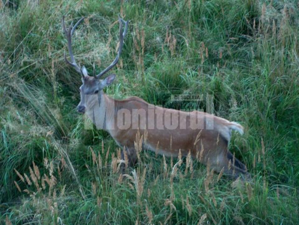 Cerbii din pădurile Bucovinei, căutați de vânătorii străini Cerbii din pădurile Bucovinei, căutați de vânătorii străini