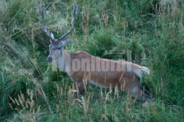 Cerbii din pădurile Bucovinei, căutați de vânătorii străini