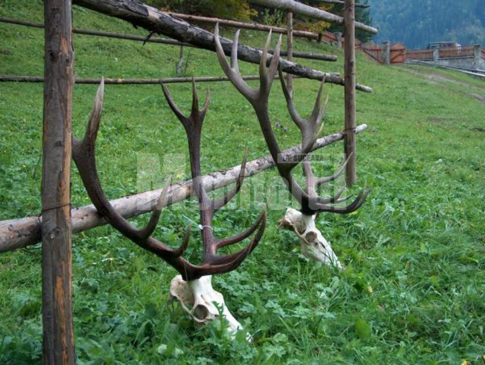 Trofeele de cerb sunt piese de colecție