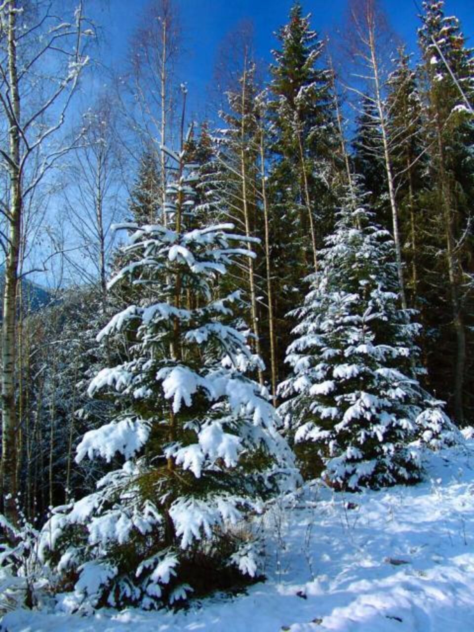 Soluția din acest dosar va fi una importantă în procesul unde se analizează cererea de retrocedare a 192.000 de hectare de pădure. Foto: MEDIAFAX