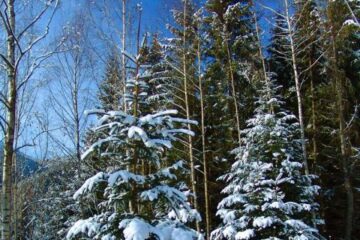 Soluția din acest dosar va fi una importantă în procesul unde se analizează cererea de retrocedare a 192.000 de hectare de pădure. Foto: MEDIAFAX