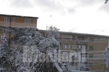 Copacii din Parcul Central au cedat sub greutatea zăpezii