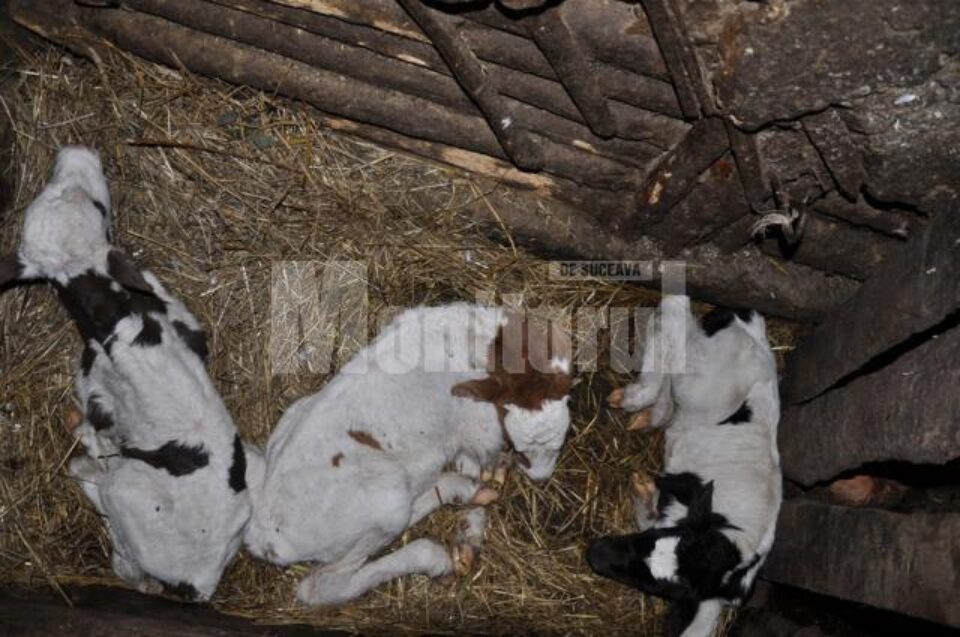 Un caz la zece ani: Vaca Milka de la Satu Mare a fătat trei viței