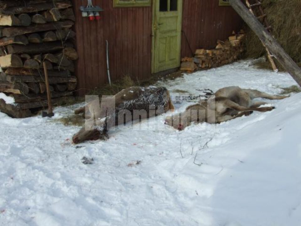 Doua din ciutele impuscate recent de braconieri