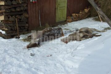 Doua din ciutele impuscate recent de braconieri