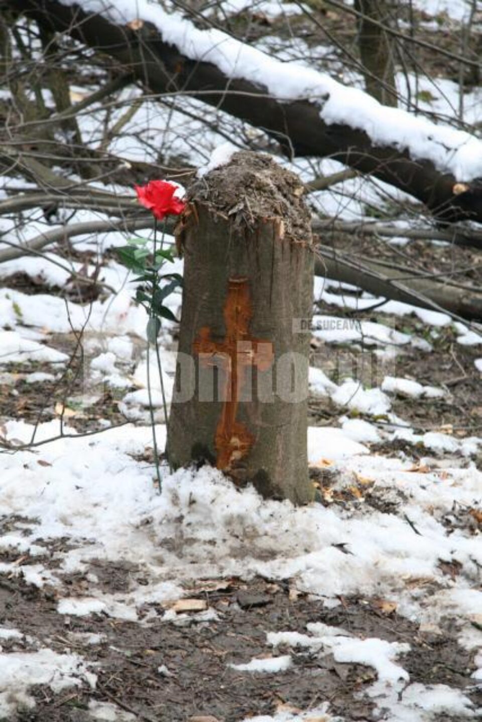 Resuscitare subiect: Copacul în care a fost găsită spânzurată Diana Maloș a fost tăiat