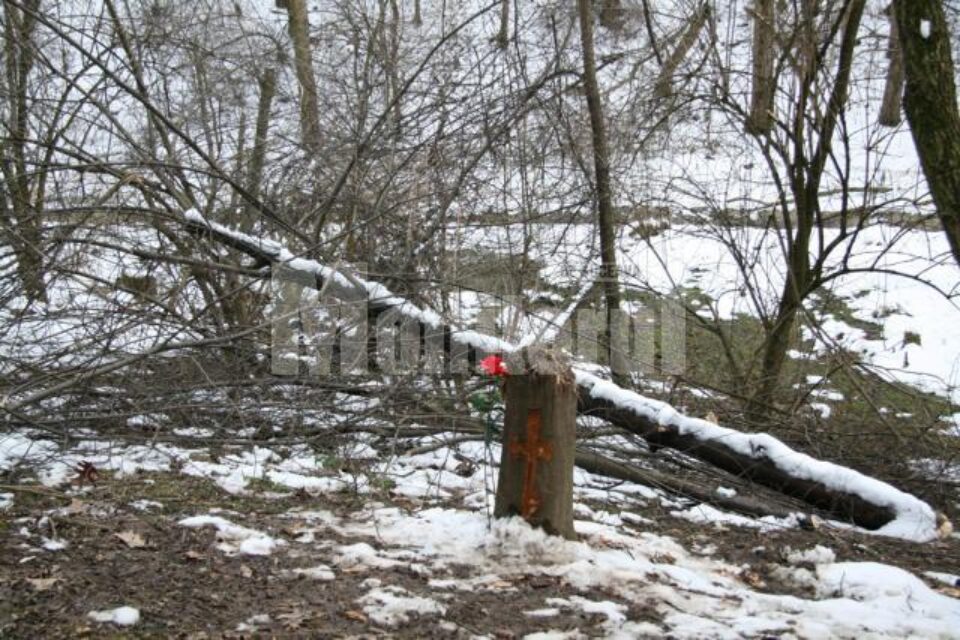 Deși a fost tăiat, copacul a rămas, însă, la fața locului și nici vorbă să-l fi „furat” careva