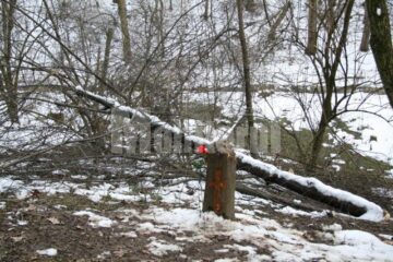 Deși a fost tăiat, copacul a rămas, însă, la fața locului și nici vorbă să-l fi „furat” careva