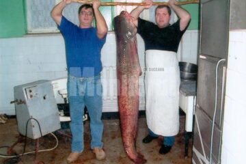 Capturile lui Dan Lohănel