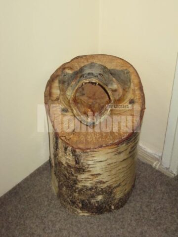 Capturile lui Dan Lohănel