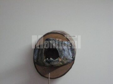 Capturile lui Dan Lohănel