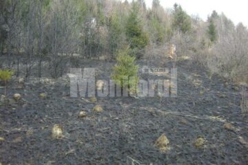 Flăcările au afectat un hectar de vegetație uscată și arbuști