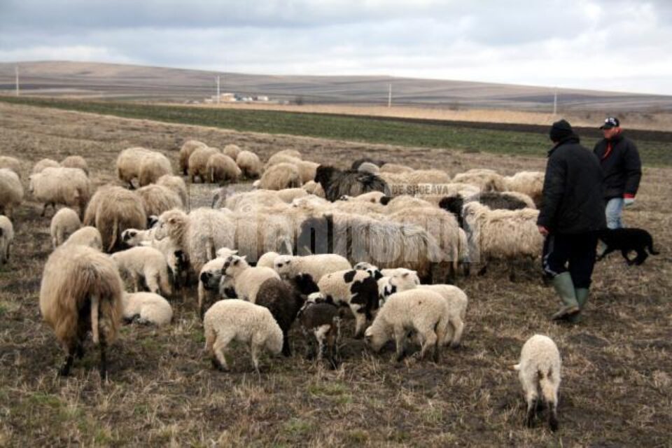 Autoritățile sanitar-veterinare nu au în dotare crotaliile pentru miei