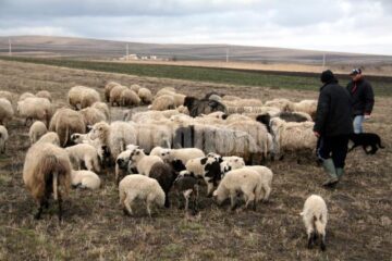 Autoritățile sanitar-veterinare nu au în dotare crotaliile pentru miei