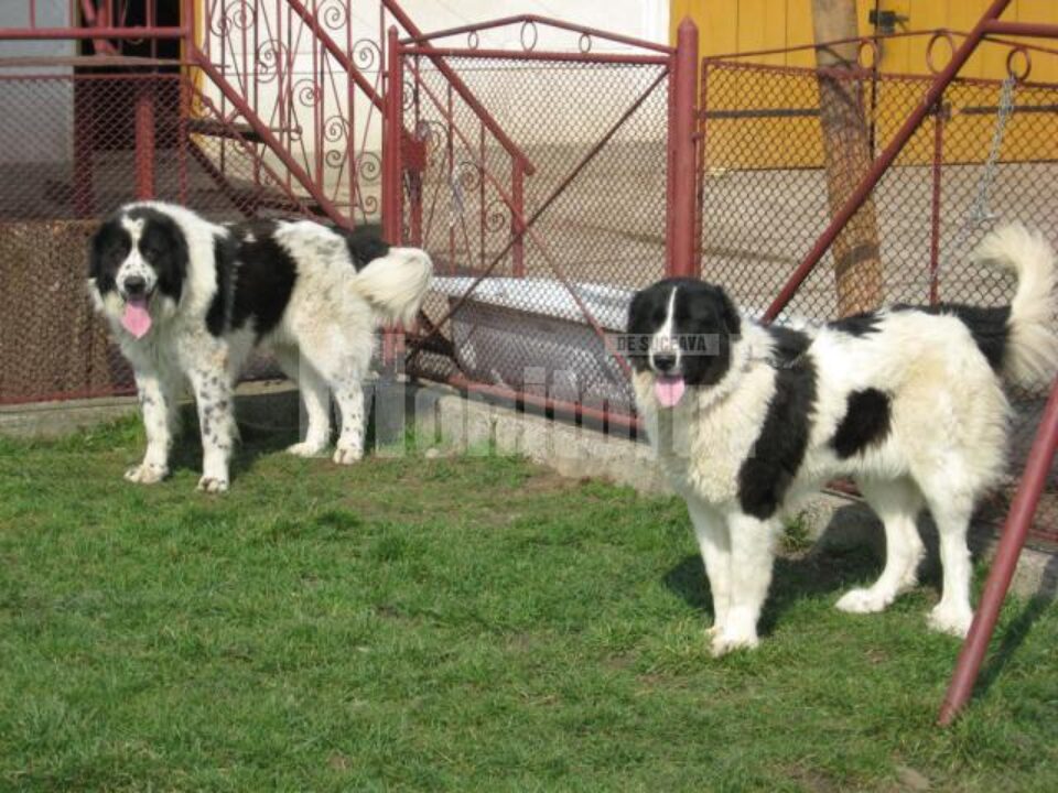 Omologare: Rasa ciobănescului de Bucovina, recunoscută internațional de câteva zile