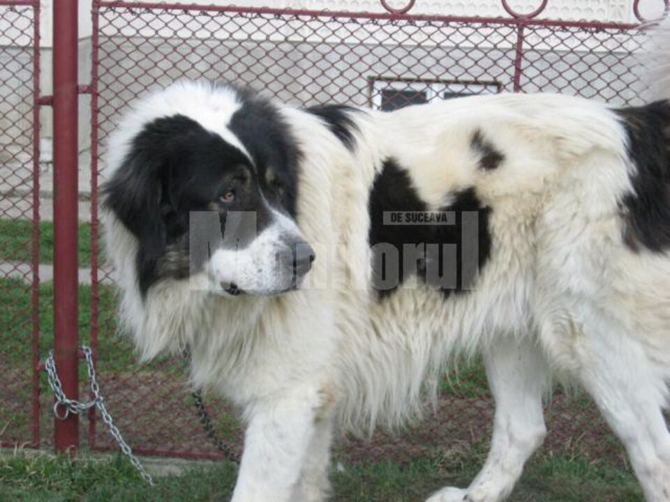 Omologare: Rasa ciobănescului de Bucovina, recunoscută internațional de câteva zile