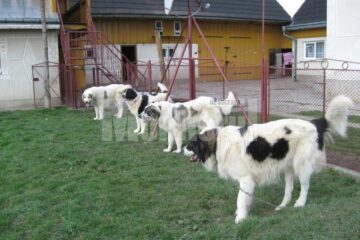 De săptămâna trecută, ciobănescul românesc de Bucovina este recunoscut pe tot mapamondul