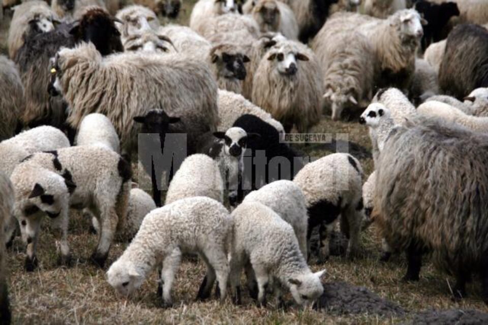 Mieii vor fi comercializați și în acest an în piețele agro-alimentare din județ