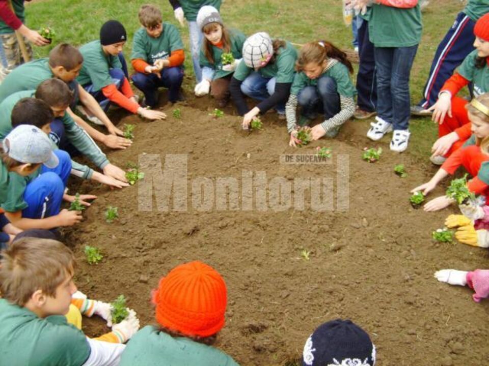 Voluntarii Grupului Școlar Dumbrăveni au plantat 300 fire de flori